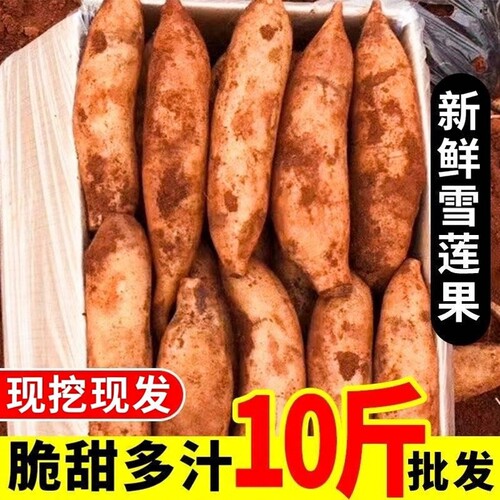现挖新鲜雪莲果特级大果新鲜10斤孕妇水果红心黄心红泥沙雪莲果
