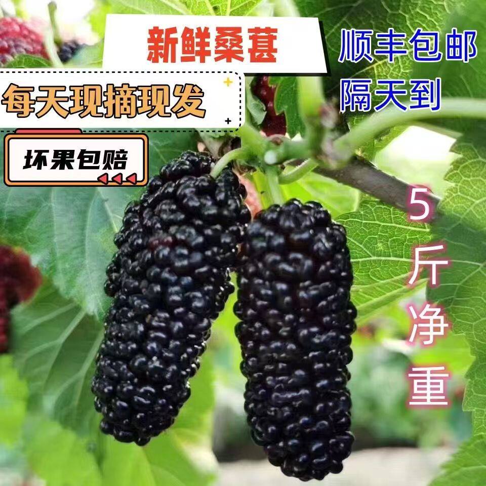 【顺丰到家】冷冻泡酒桑葚精选大果当季酸甜可口孕妇水果