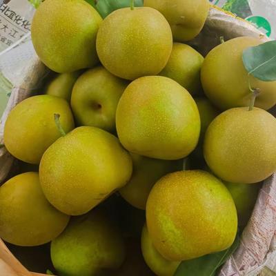 正宗翠冠梨10斤新鲜水果水晶皇冠蜜梨生雪当季梨子花皮丑梨