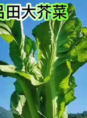 广东从化吕田大芥菜土特产农家新鲜蔬菜绿色健康清甜爽口送礼顺丰