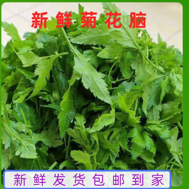 【现采现发】南京特产菊花脑菊花菜蔬菜菊花叶涝头新鲜色绿蔬叶菜