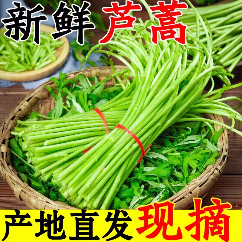 芦蒿新鲜藜蒿野生泥蒿野菜蔬菜新鲜现摘黎蒿去根去叶农家当季