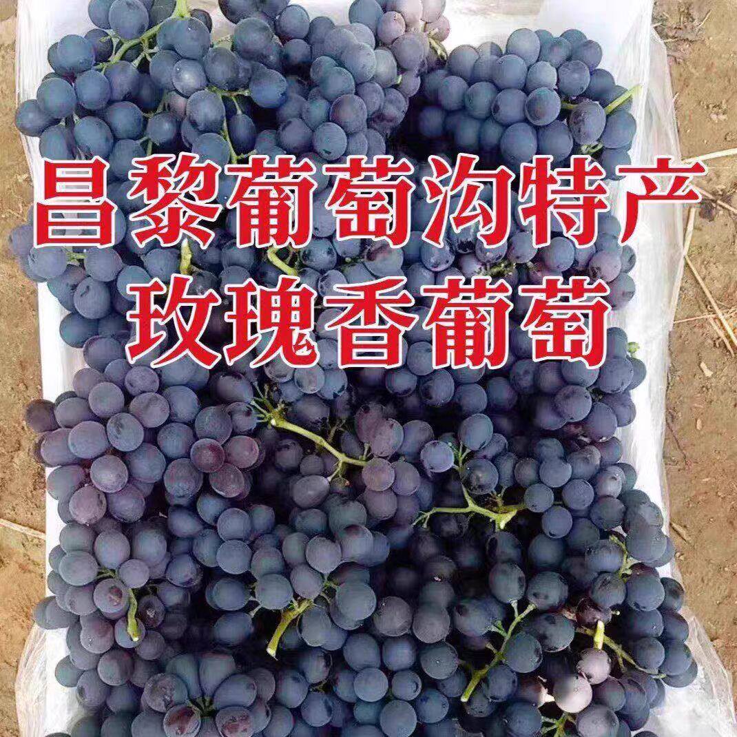 昌黎玫瑰香葡萄产地现摘自然熟应季葡萄自家种秦皇岛特产顺丰包邮