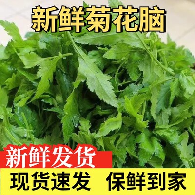 新鲜南京特产菊花脑菊花叶菊花脑头蔬菜现摘现发露天新鲜现摘发
