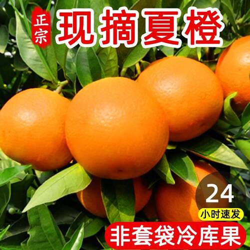 橙子广西桂林夏橙孕妇酸甜水果新鲜当季整箱手剥橙新鲜包邮