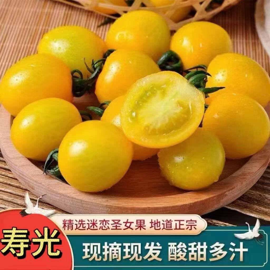 黄色圣女果夏日阳光新鲜小番茄自然熟多汁小千禧应季水果顺丰包邮