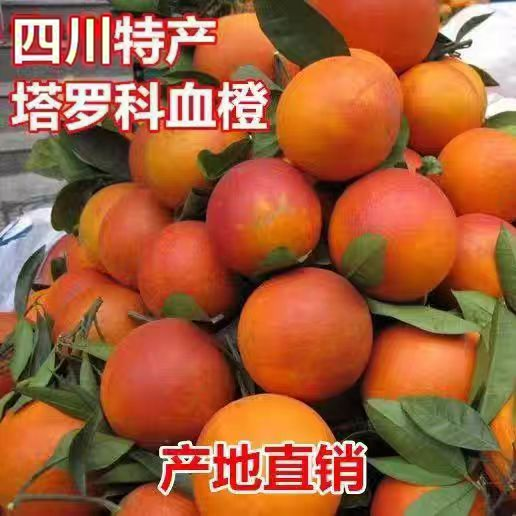 正宗四川自贡塔罗科血橙应季果冻橙整箱现摘现发自家果园新鲜水果