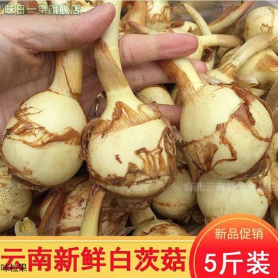 云南新鲜白慈姑茨菰茨菇白马蹄鲜慈姑5斤粉糯荸荠新鲜蔬菜包邮