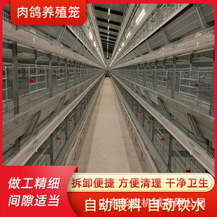 立式 養(yǎng)雞設(shè)備鵪鶉養(yǎng)殖籠 H型全自動蛋雞籠四層清糞鴿子籠層疊式