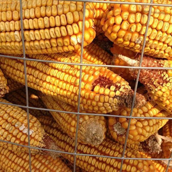 防锈铁丝网圈玉米网山地池塘果园围栏网网格镀锌铁丝网养殖围栏网