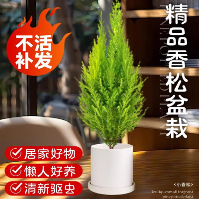 小香松盆栽圣诞树盆景四季常青