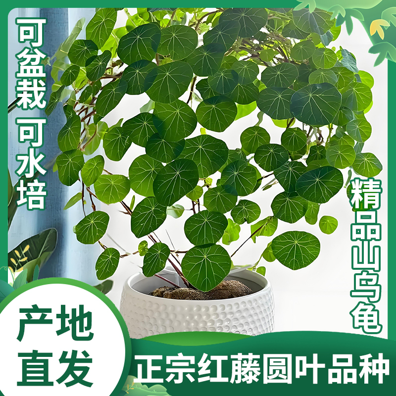 红藤圆叶山乌龟爬藤植物盆栽