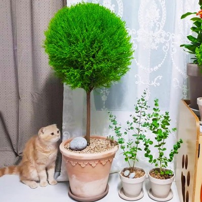 棒棒糖植物香松盆栽室内阳台