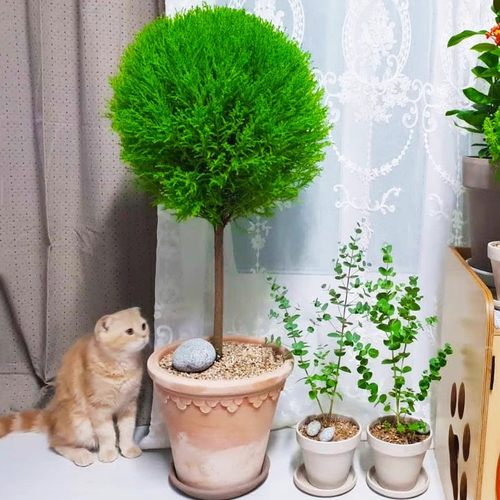 棒棒糖植物香松盆栽室内阳台