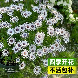 南非蓝目菊万寿菊鲜花盆栽花苗室内阳台庭院花卉绿植四季好养开花
