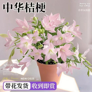 中华桔梗盆栽带花苞四季花卉耐寒耐热绿植室内阳台庭院好养铃铛花