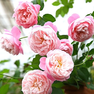 羽毛阳台灌木丰花月季香气怡人庭院地栽玫瑰花苗勤花抗病耐晒耐寒