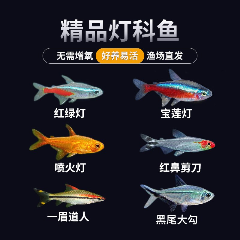 鱼苗观赏鱼热带淡水活鱼小型宝莲灯红绿灯喷火灯孔雀鱼灯科鱼小鱼