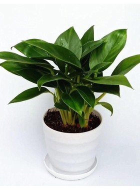 大叶金钻四季常青家庭办公室内花卉绿色植物盆栽