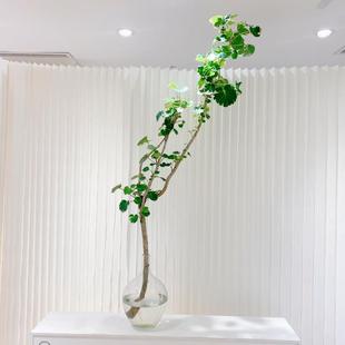 水培福禄桐金钱兜盆栽植物室内鲜切枝金钱树招财办公室绿植好养活