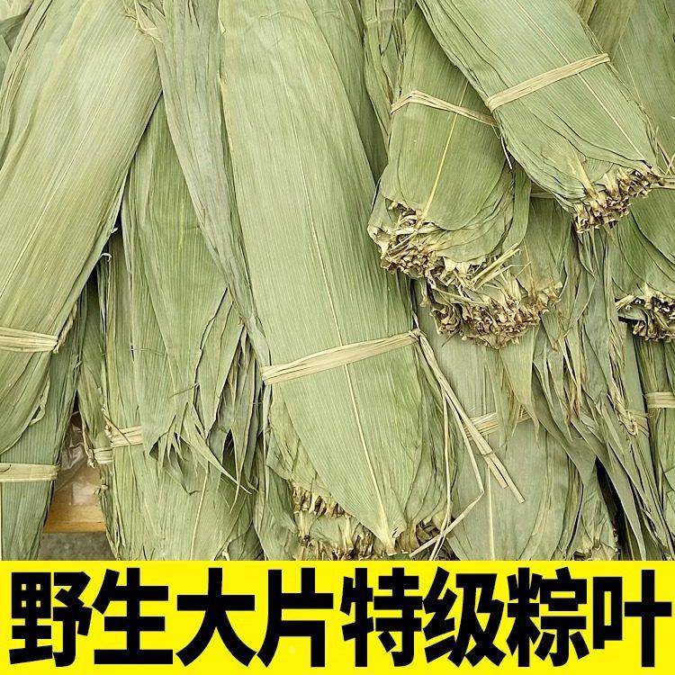 【大】粽叶包邮干粽叶新鲜野生大粽叶子包粽子叶非芦苇叶家用商用