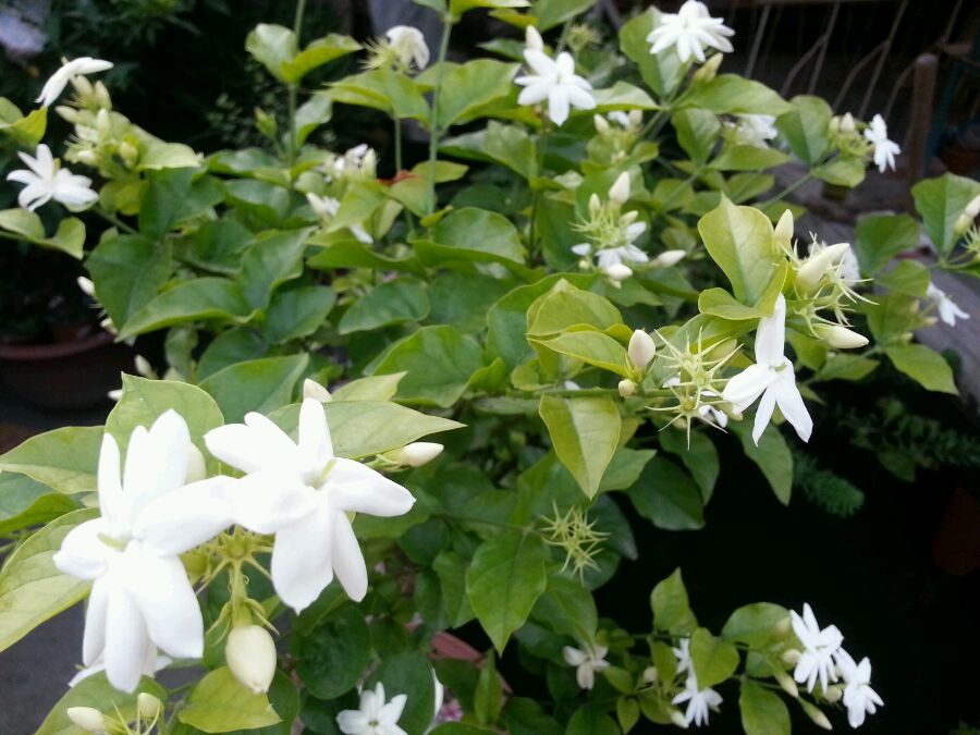 单瓣笔尖茉莉苗茉莉花苗盆栽室内室外浓香植物四季盆栽绿植花卉