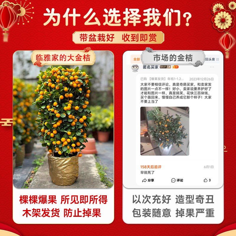 金桔树盆栽带果客厅绿植室内大型植物办公室乔迁旺宅年桔橘子树苗