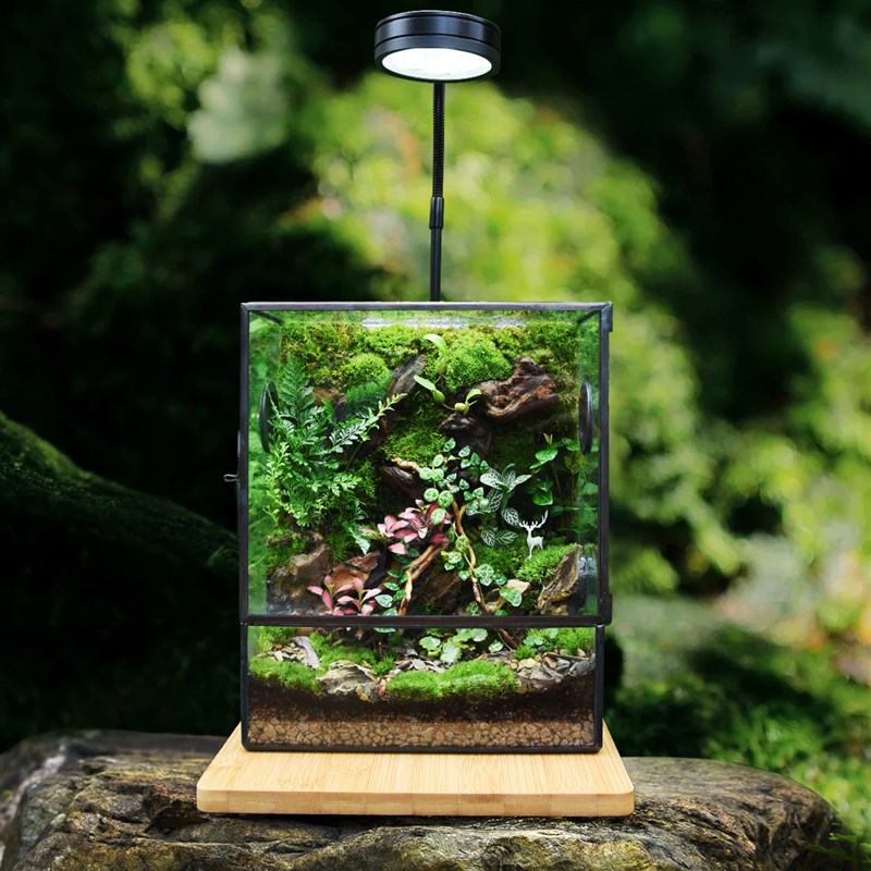 雨林生态缸创意微景观桌面绿植盆栽全套成品礼物植物森林峡谷造景