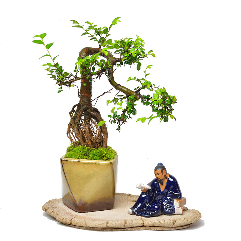 小叶榆树盆景树桩卧室办公室造型盆景美观绿植盆栽净化空气包邮