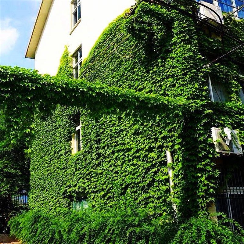 爬山虎爬藤植物四季苗爬墙绿植盆栽室外花卉爬墙花大苗彩色爬墙虎,鲜花速递/花卉仿真/绿植园艺,月季/蔷薇/玫瑰,淘宝优惠券,粉丝福利购,淘宝优惠卷