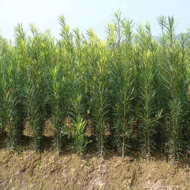 罗汉松树苗 盆景树桩造型 造林征地苗木 绿植观叶庭院植物