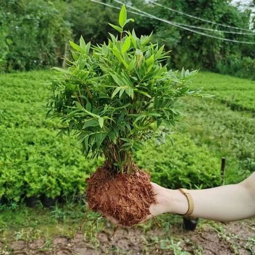 水培米竹盆栽室内植物办公桌阳台庭院客厅绿植凤尾竹子苗造型盆景