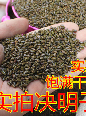 决明子斤斤沙儿童假沙子挖沙儿童沙漏沙滩