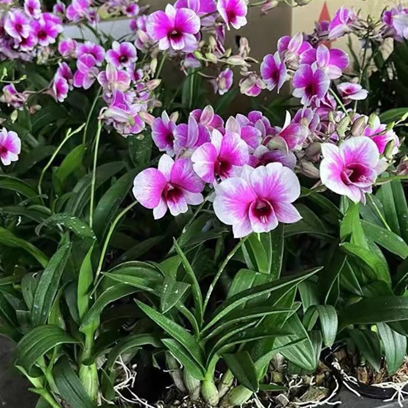 石斛兰盆栽带花室内好养绿植红泼墨石斛兰花苗浓香型办公桌面盆景