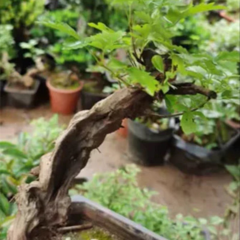 绿植盆栽老树桩阳台观叶开花提根净化空气赤楠紫薇映山红等盆景
