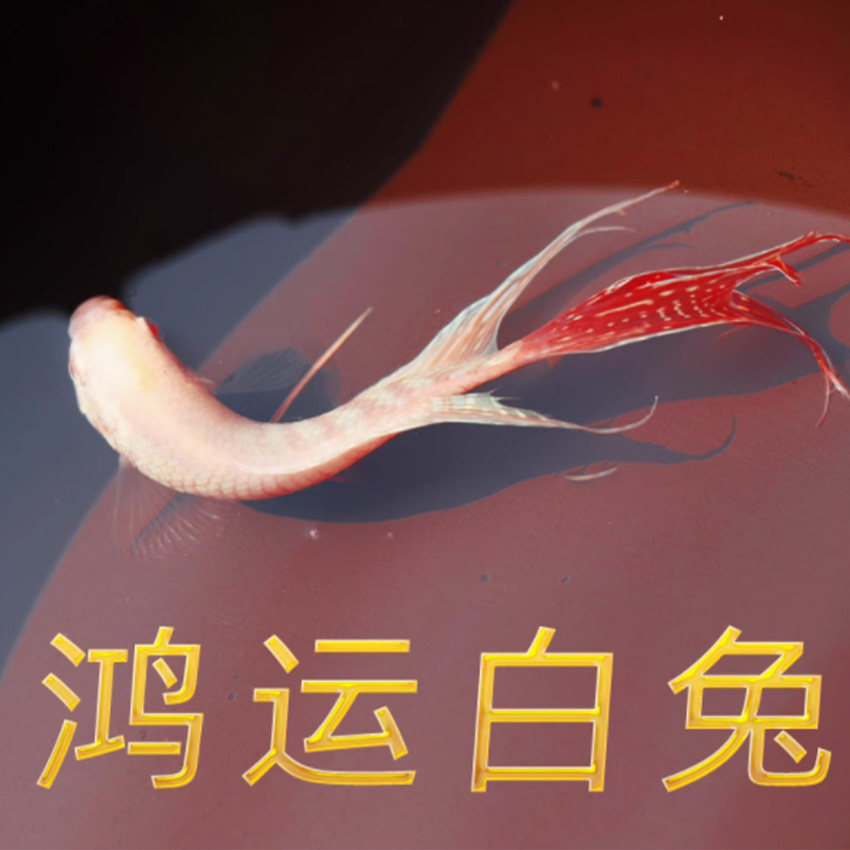 中国斗鱼活体混搭套餐淡水冷水小型观赏鱼免打氧免加温好养耐活