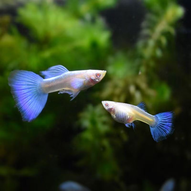 孔雀鱼天空蓝白凤尾小型观赏鱼好养纯种燕尾热带淡水活体独立包装