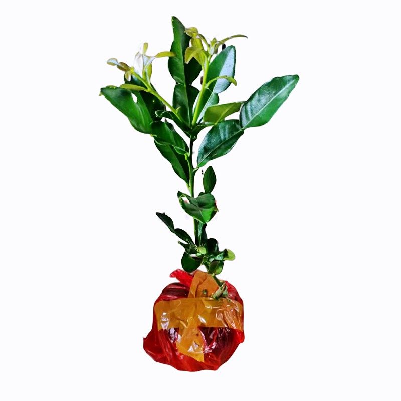 泰式粗皮柠檬嫁接苗 马蜂橙嫁接苗 泰式柠檬苗盆栽皱皮柠檬苗杯苗,鲜花速递/花卉仿真/绿植园艺,观叶 /花灌木,淘宝优惠券,粉丝福利购,淘宝优惠卷