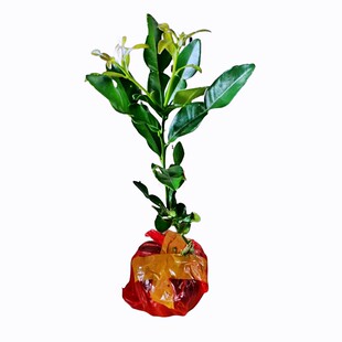 泰式粗皮柠檬嫁接苗 马蜂橙嫁接苗 泰式柠檬苗盆栽皱皮柠檬苗杯苗