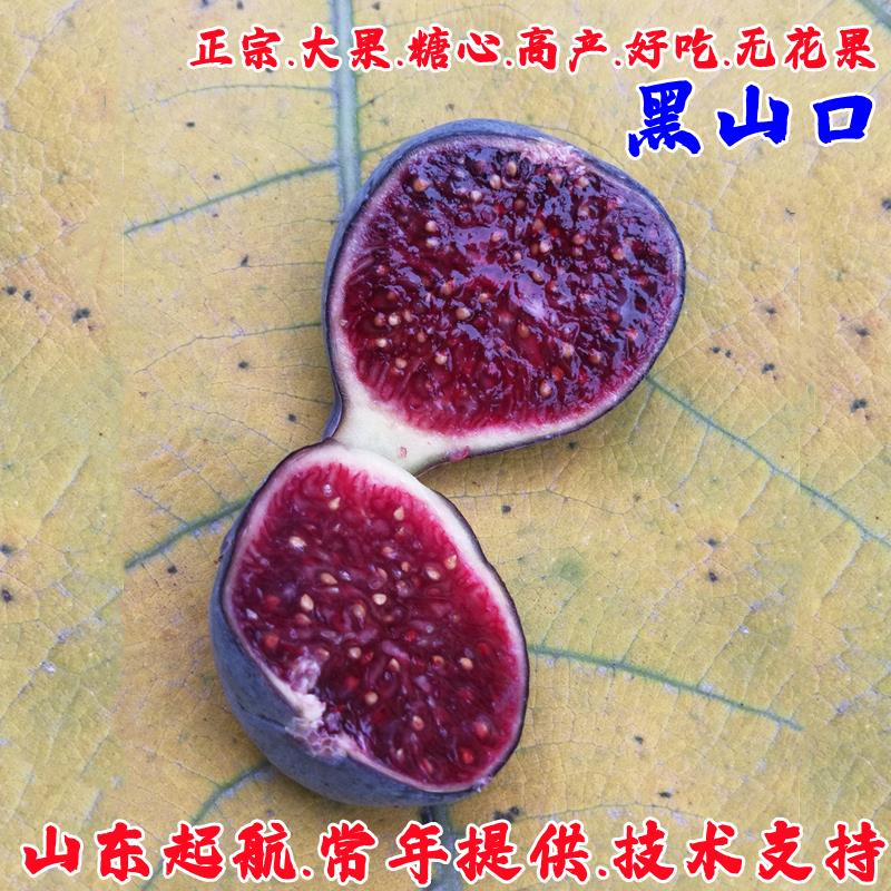黑山口无花果树果苗特大耐寒砂糖盆栽日本紫果无花果苗南北方种植