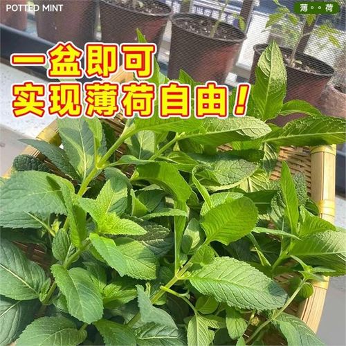 薄荷盆栽可食用薄荷叶水培植物迷迭香绿植驱蚊草室内客厅盆栽花卉