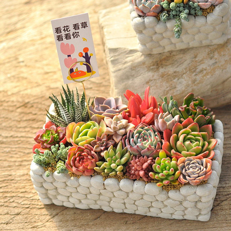 多肉小盆栽创意盆景组合室内绿植肉肉植物带盆栽好成品母亲节礼物