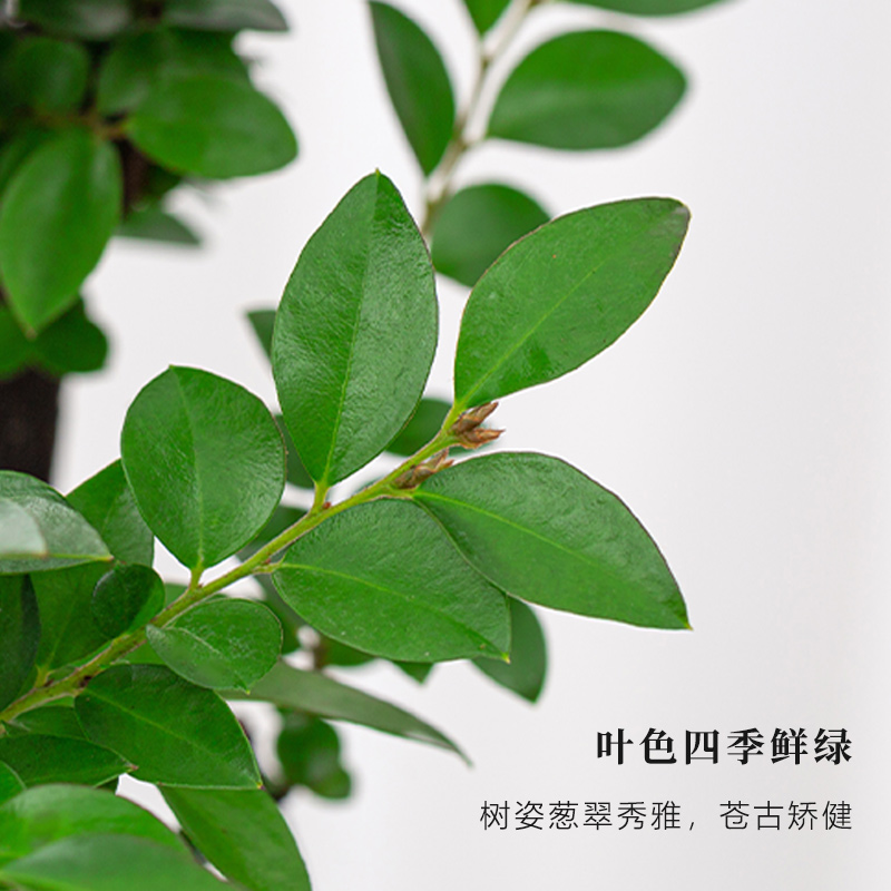 小叶紫檀盆景老桩办公室内桌面盆栽花卉好养绿植名贵植物四季常青