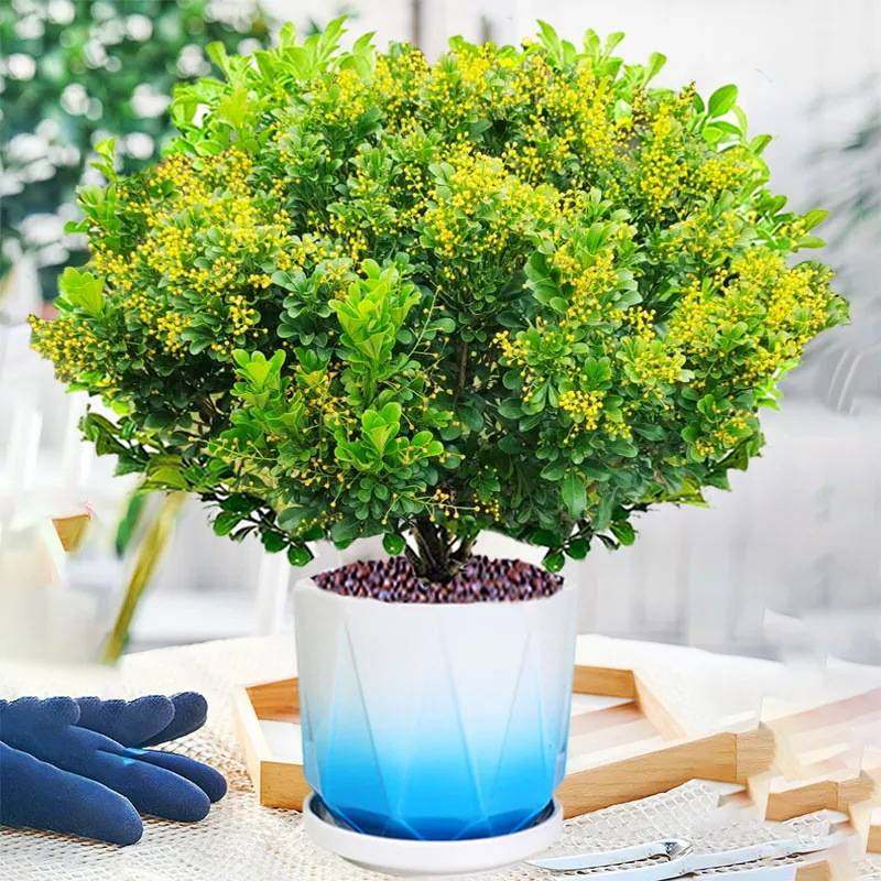 米兰花盆栽花卉植物室内四季开花带花苞浓香好养老桩盆景驱蚊绿植,鲜花速递/花卉仿真/绿植园艺,造型盆景,淘宝优惠券,粉丝福利购,淘宝优惠卷