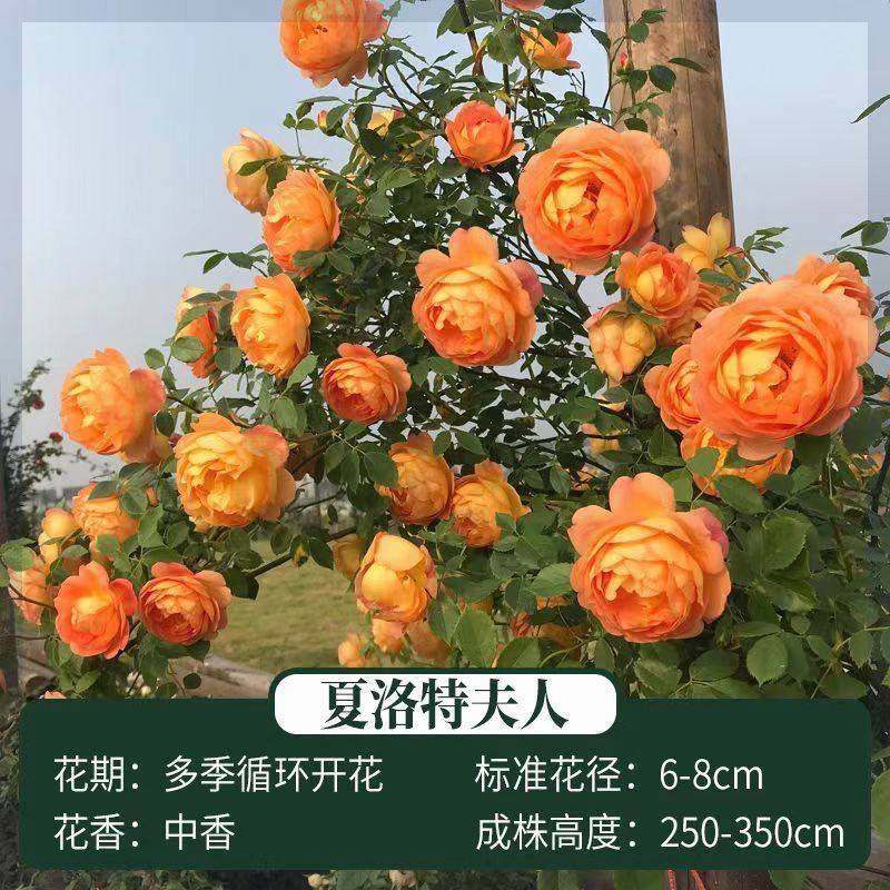 蔷薇花苗藤本月季特大花树爬藤植物阳台爬墙花卉玫瑰盆栽四季开花,鲜花速递/花卉仿真/绿植园艺,月季/蔷薇/玫瑰,淘宝优惠券,粉丝福利购,淘宝优惠卷