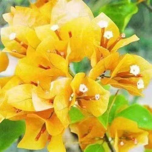 【耐寒】三角梅特价四季开花耐热室外庭院多色花卉绿植爬藤  植物,鲜花速递/花卉仿真/绿植园艺,绣球/木绣球/木本植物,淘宝优惠券,粉丝福利购,淘宝优惠卷