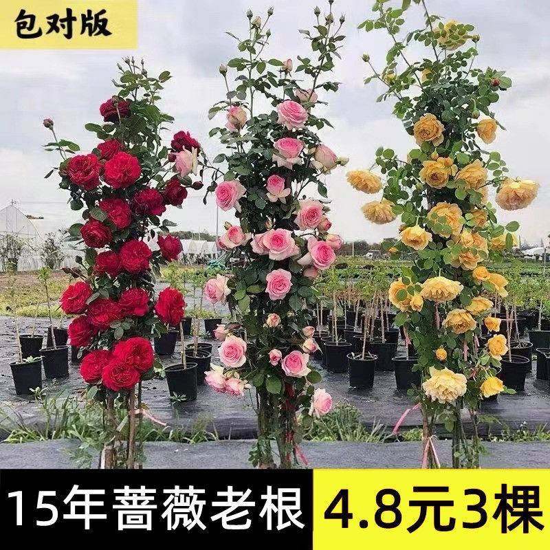 蔷薇花苗藤本月季特大花树爬藤植物阳台爬墙花卉玫瑰盆栽四季开花,鲜花速递/花卉仿真/绿植园艺,月季/蔷薇/玫瑰,淘宝优惠券,粉丝福利购,淘宝优惠卷