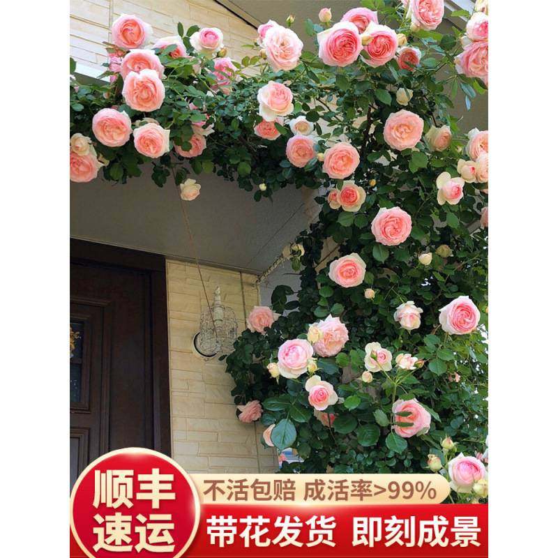 蔷薇花花树苗苗爬藤四季开花宝石藤本月季阳台植物花卉盆栽玫瑰,鲜花速递/花卉仿真/绿植园艺,月季/蔷薇/玫瑰,淘宝优惠券,粉丝福利购,淘宝优惠卷