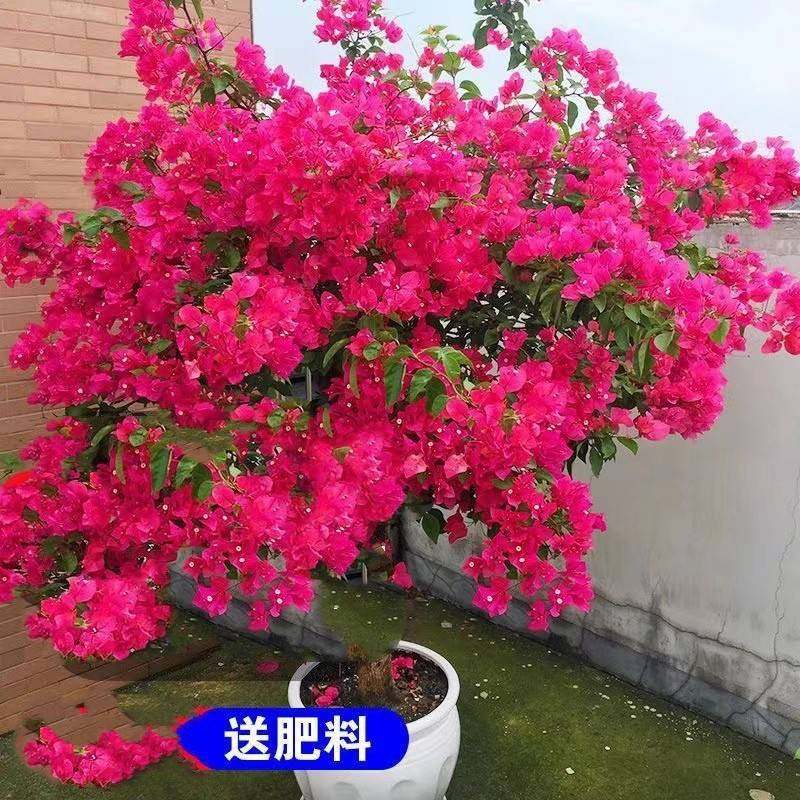 【耐寒】三角梅特价四季开花耐热室外庭院多色花卉绿植爬藤植物,鲜花速递/花卉仿真/绿植园艺,绣球/木绣球/木本植物,淘宝优惠券,粉丝福利购,淘宝优惠卷