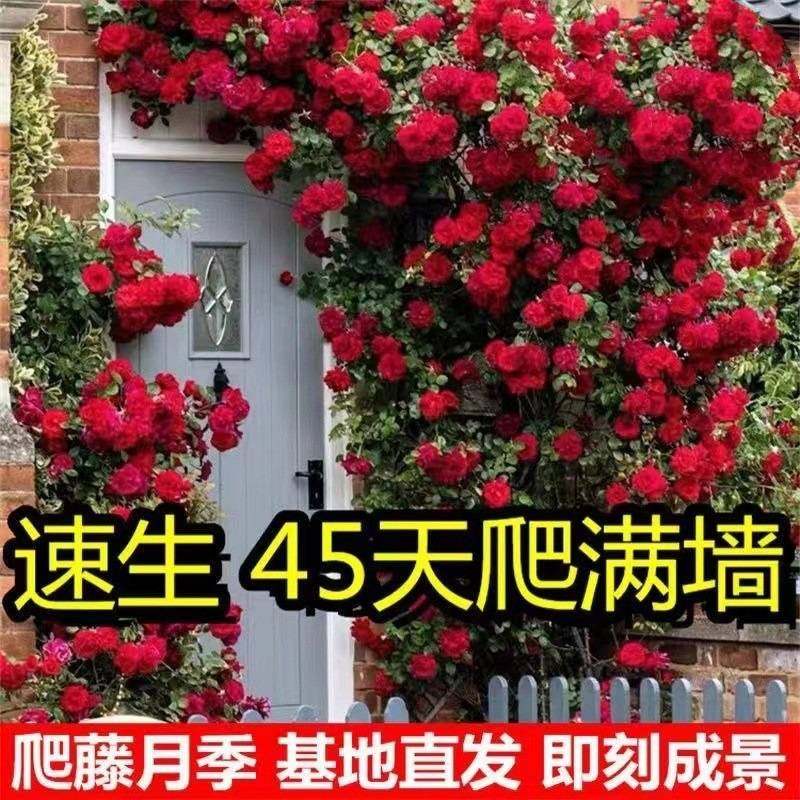 蔷薇花苗藤本月季特大花树爬藤植物阳台爬墙花卉玫瑰盆栽四季开花,鲜花速递/花卉仿真/绿植园艺,月季/蔷薇/玫瑰,淘宝优惠券,粉丝福利购,淘宝优惠卷